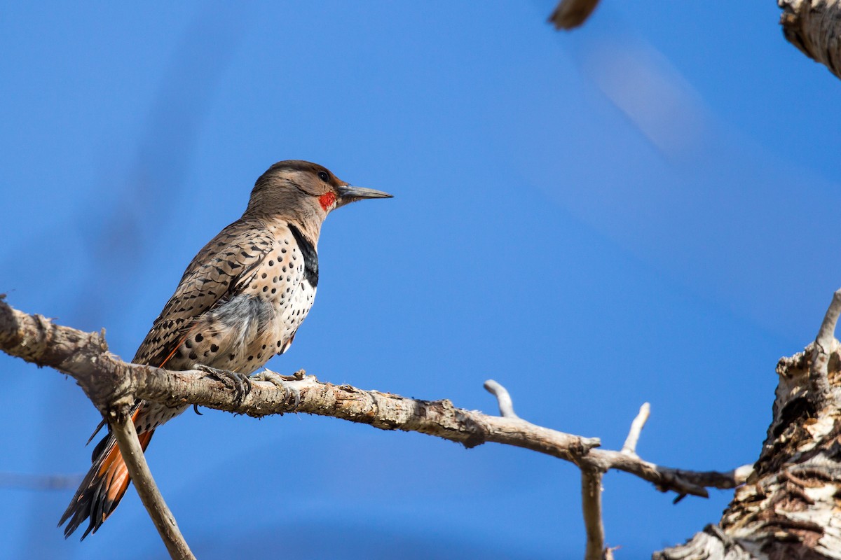 Northern Flicker - ML610735557