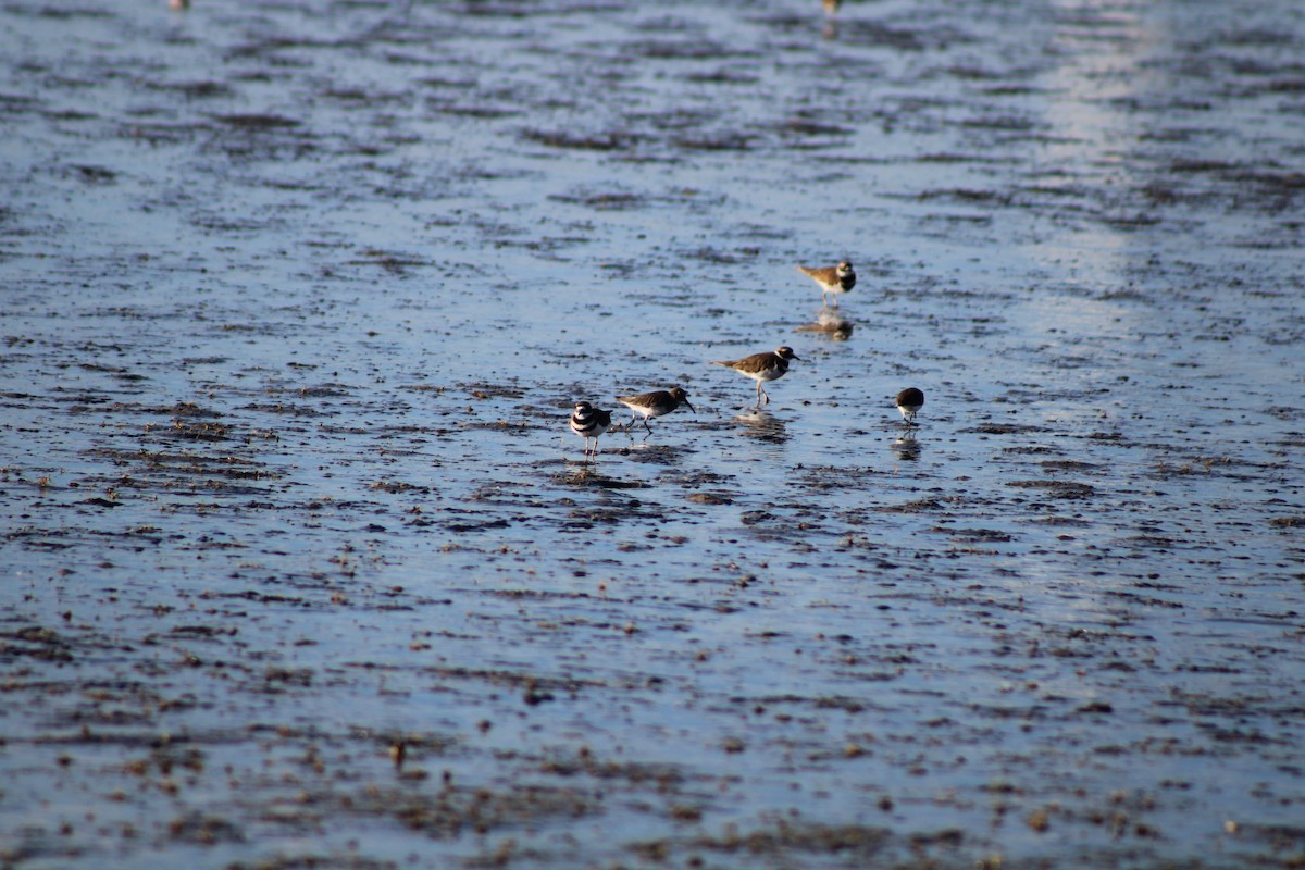 Dunlin - ML610735598