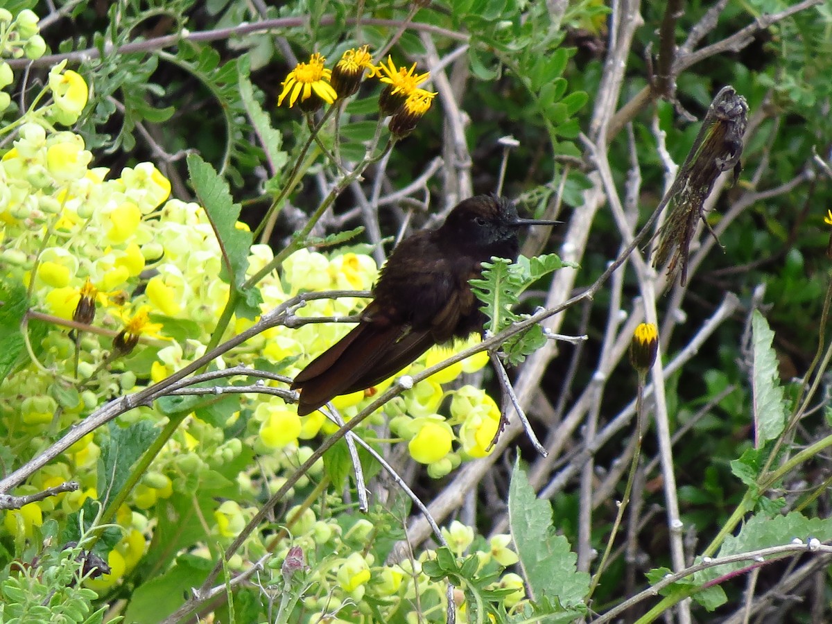 kolibřík mourovatý - ML610735628