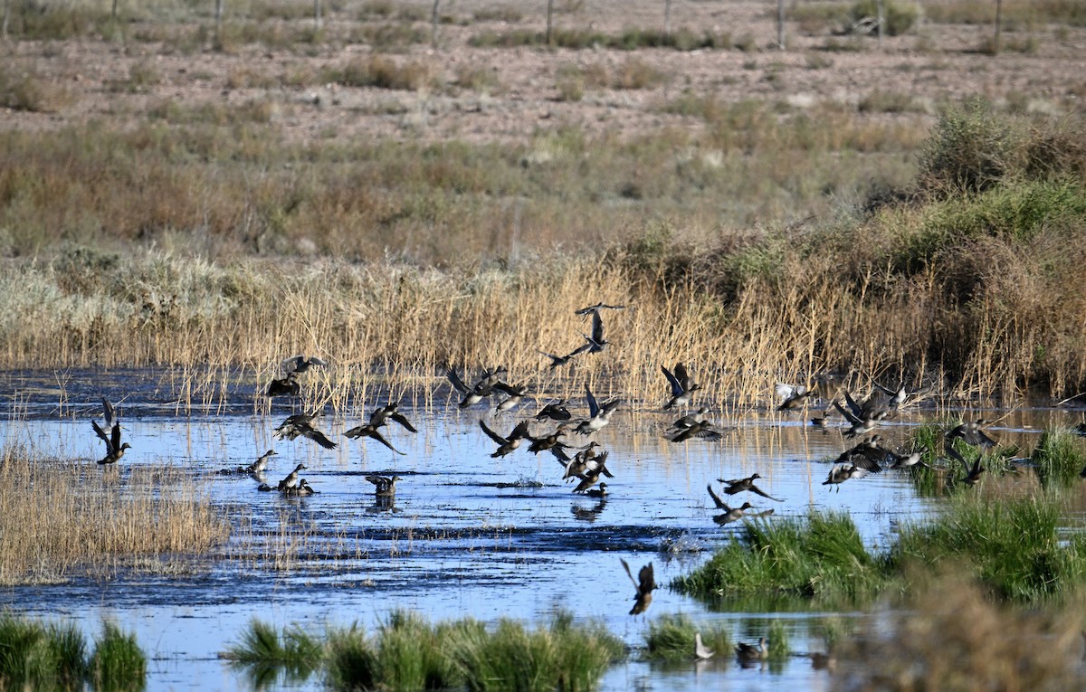 Green-winged Teal - ML610735656