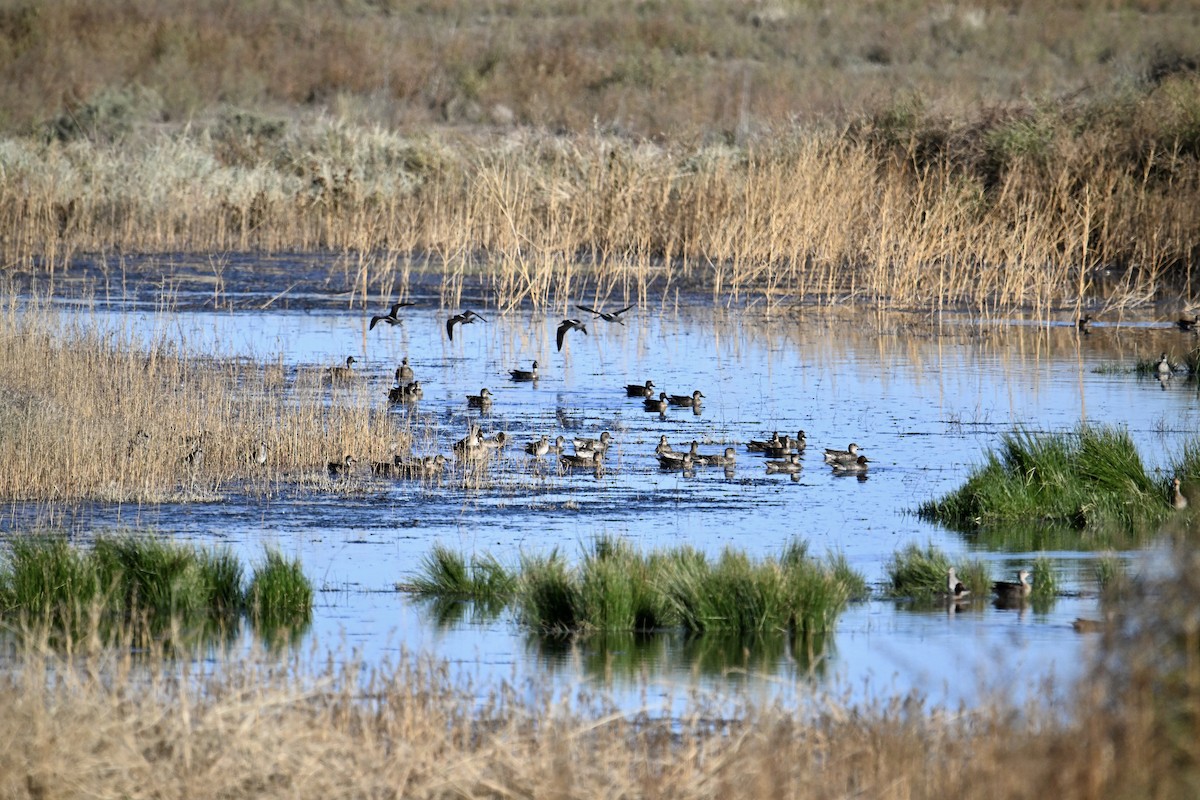 Green-winged Teal - ML610735671