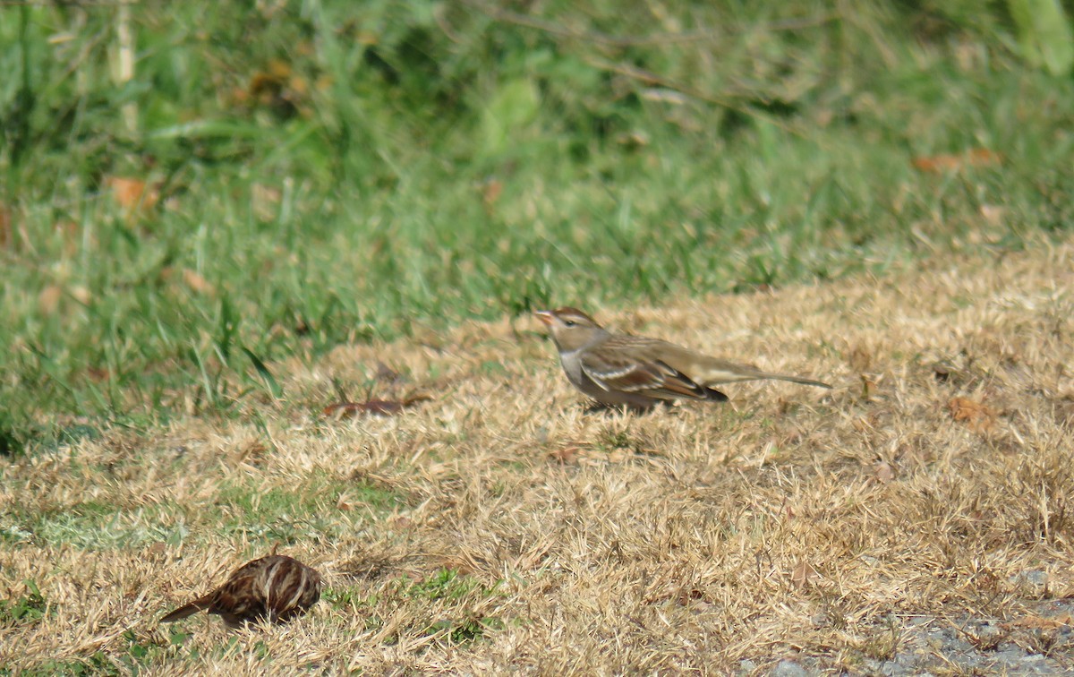 White-crowned Sparrow - ML610735703