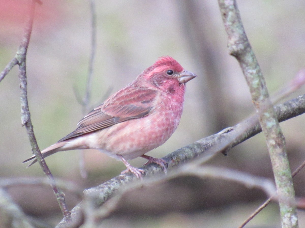 Purple Finch - ML610735711