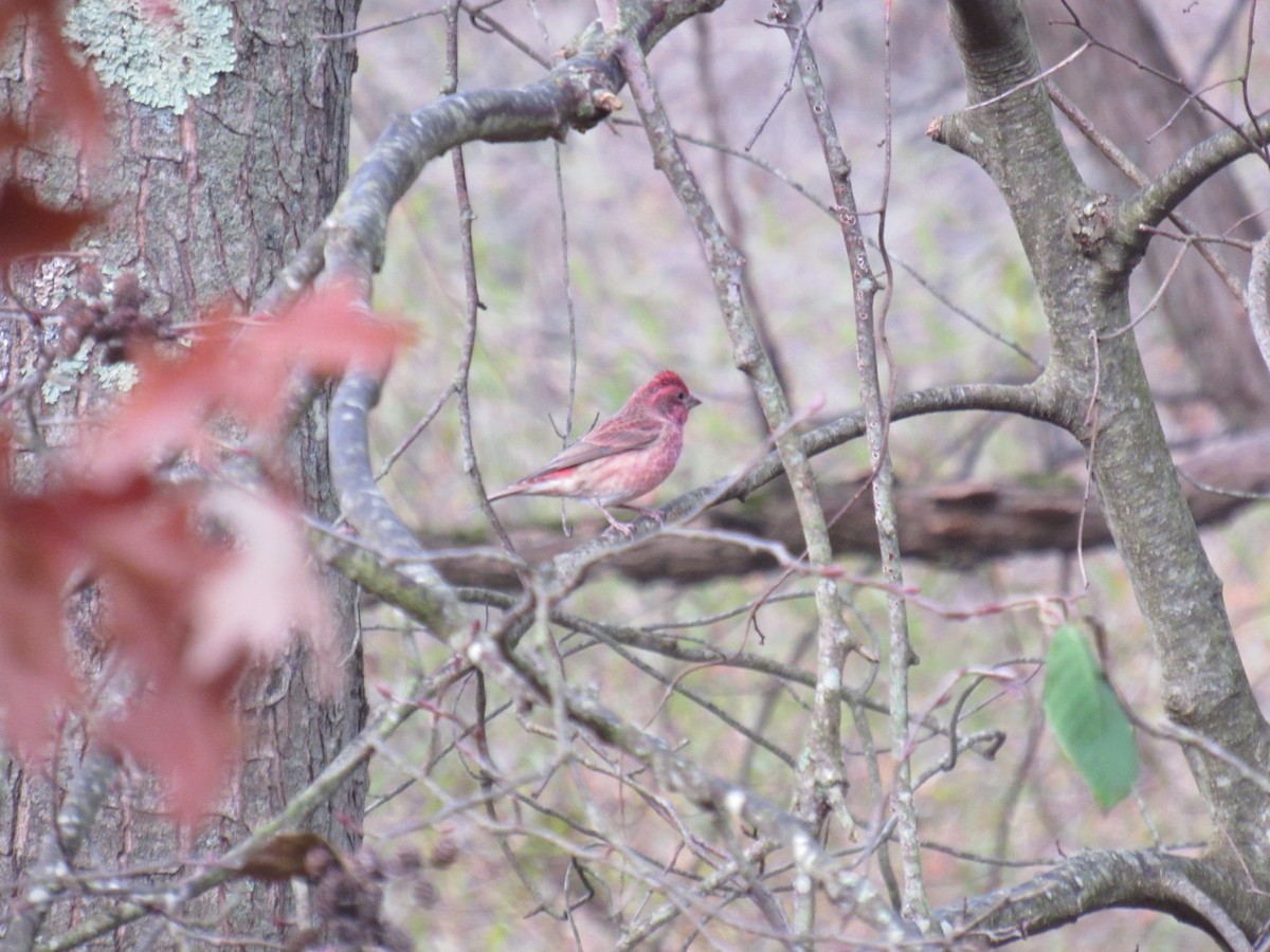 Purple Finch - ML610735713