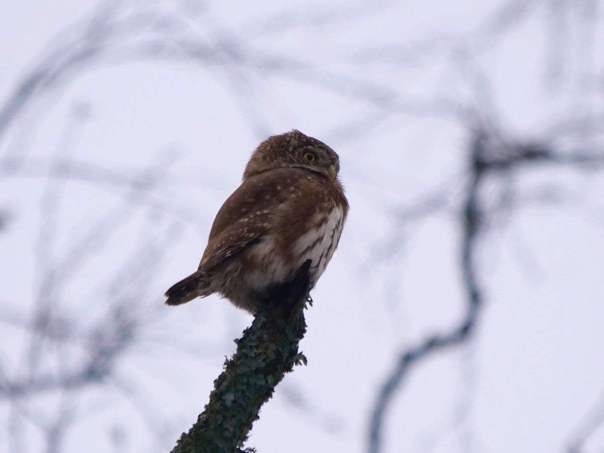 Eurasian Pygmy-Owl - ML610735796