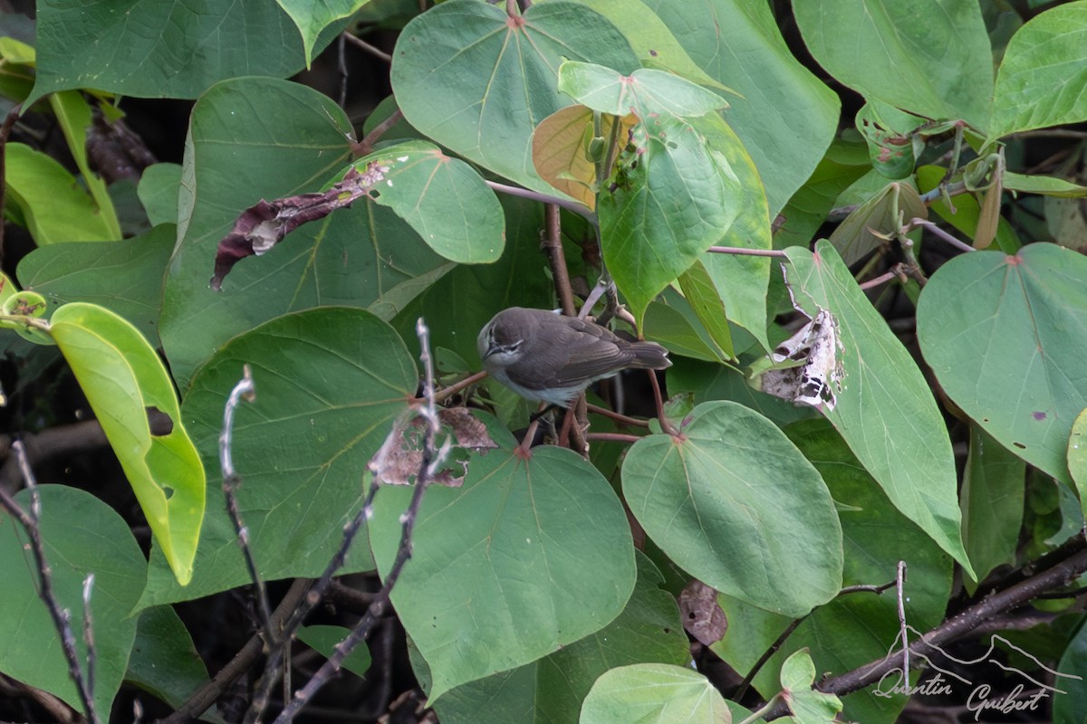 Mouse-brown Sunbird - Quentin Guibert