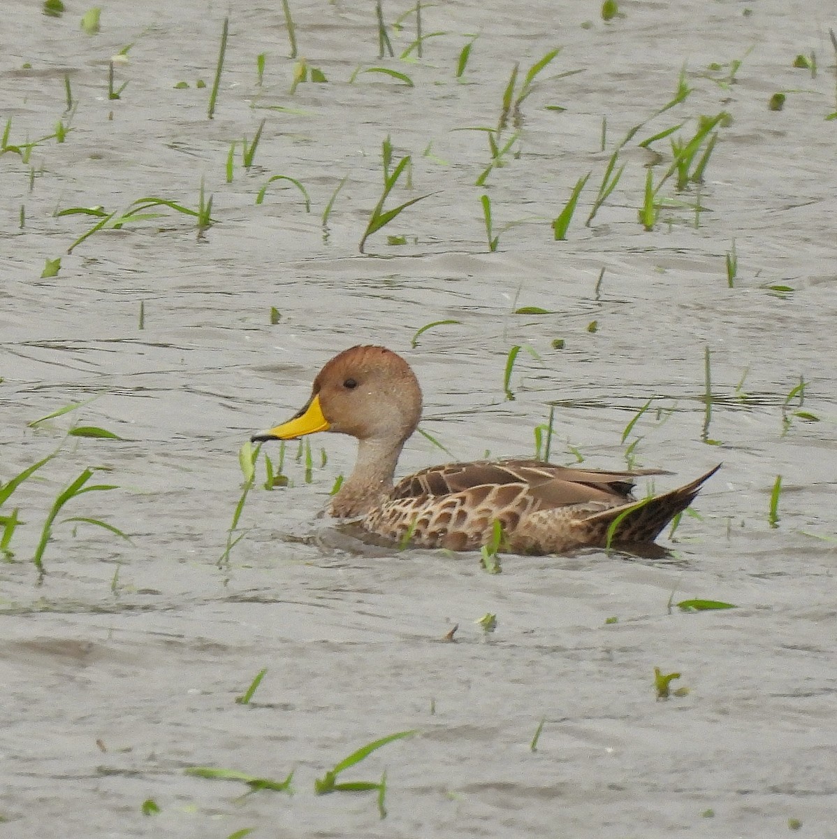 Yellow-billed Pintail - ML610735910