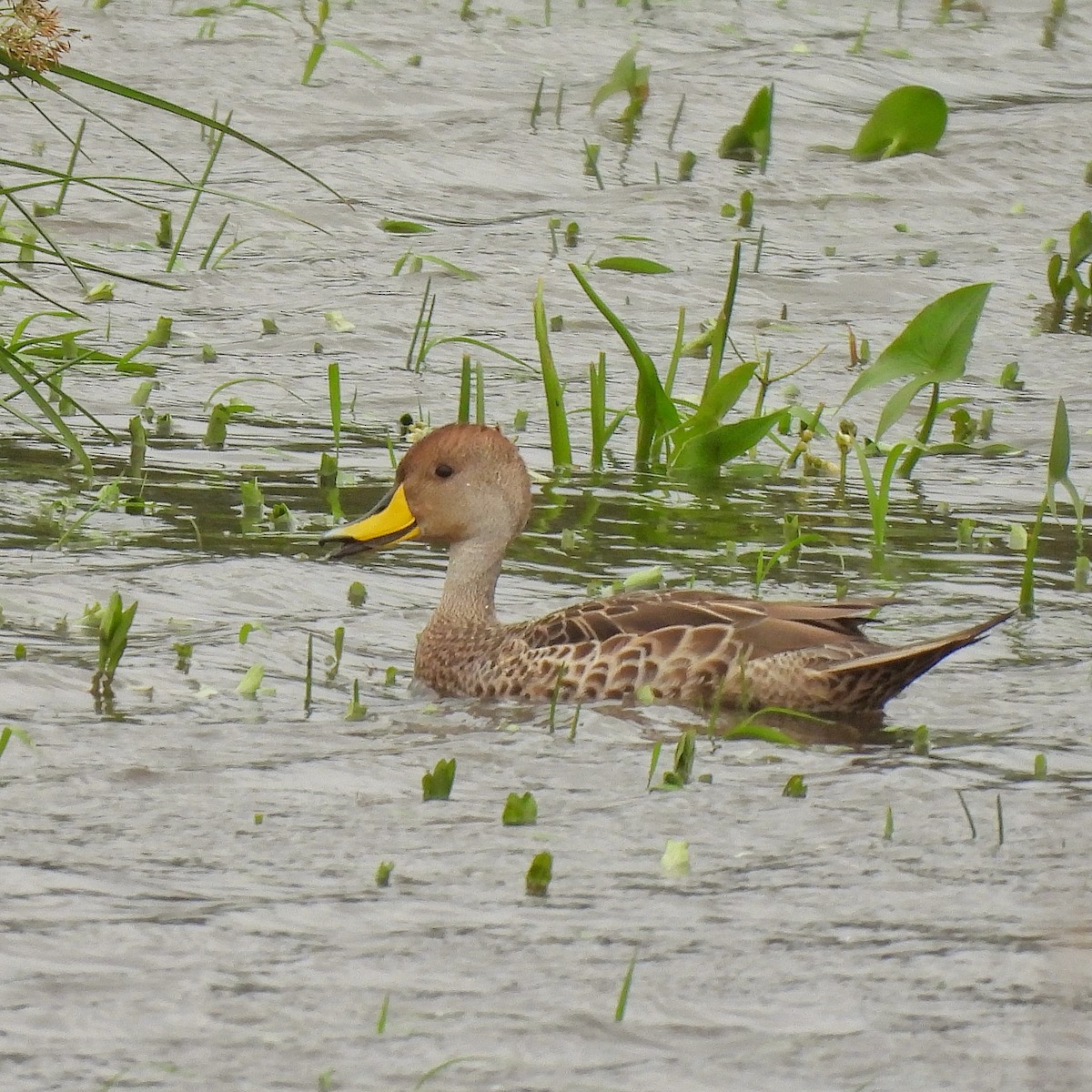 Yellow-billed Pintail - ML610735911