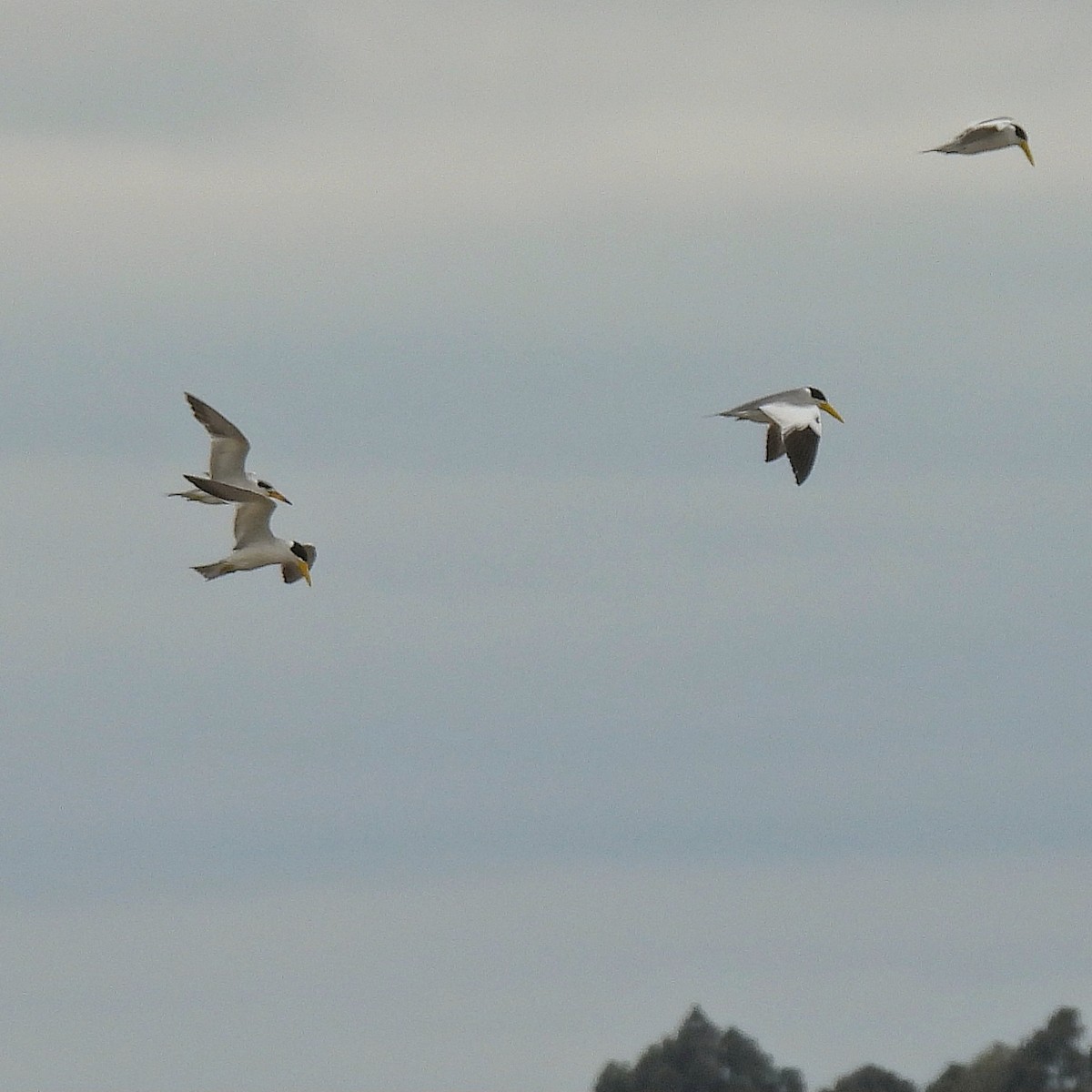 Large-billed Tern - ML610735916