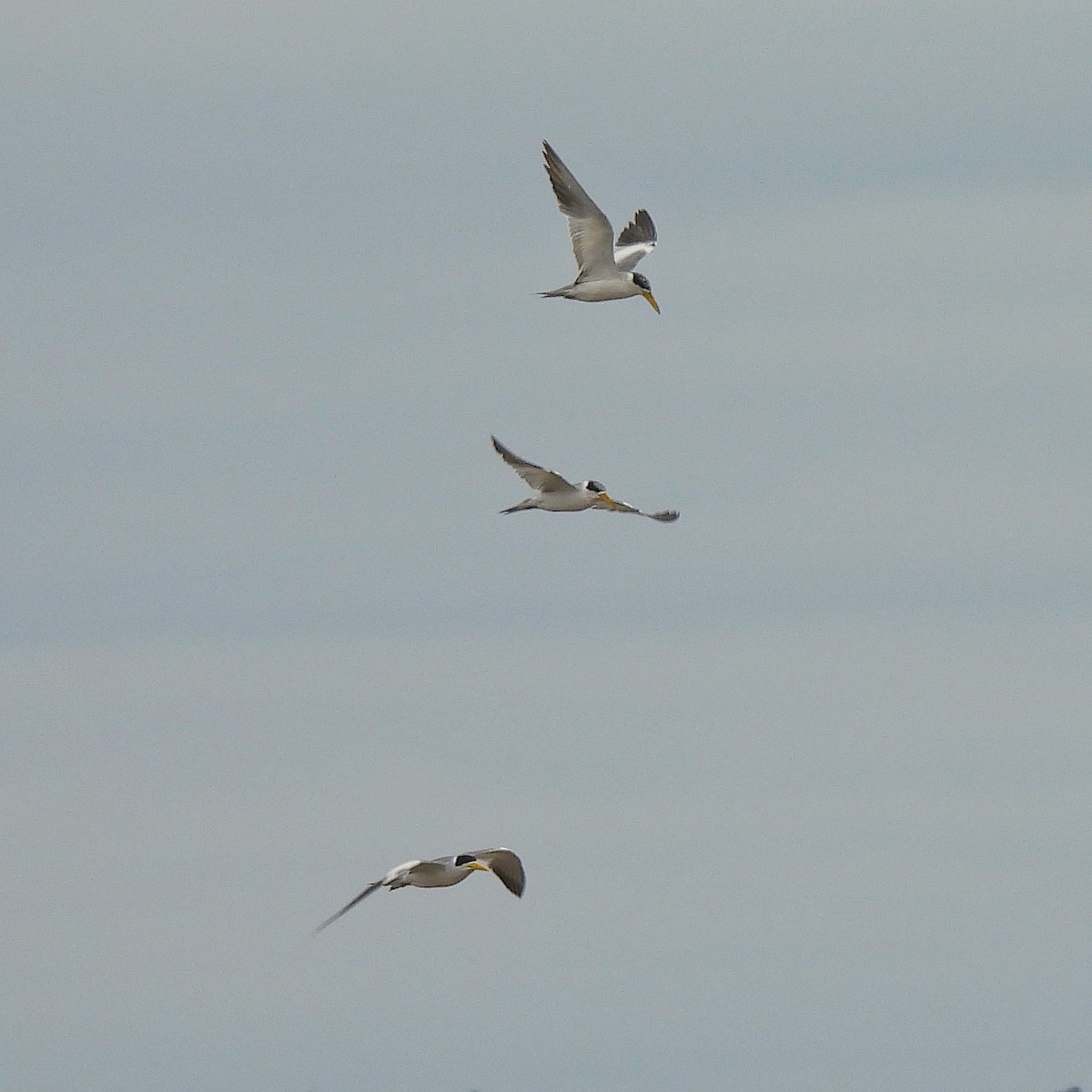 Large-billed Tern - ML610735917