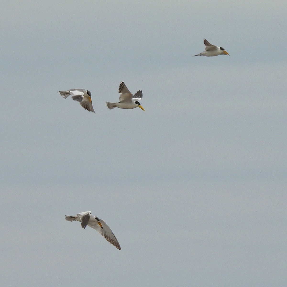 Large-billed Tern - ML610735919