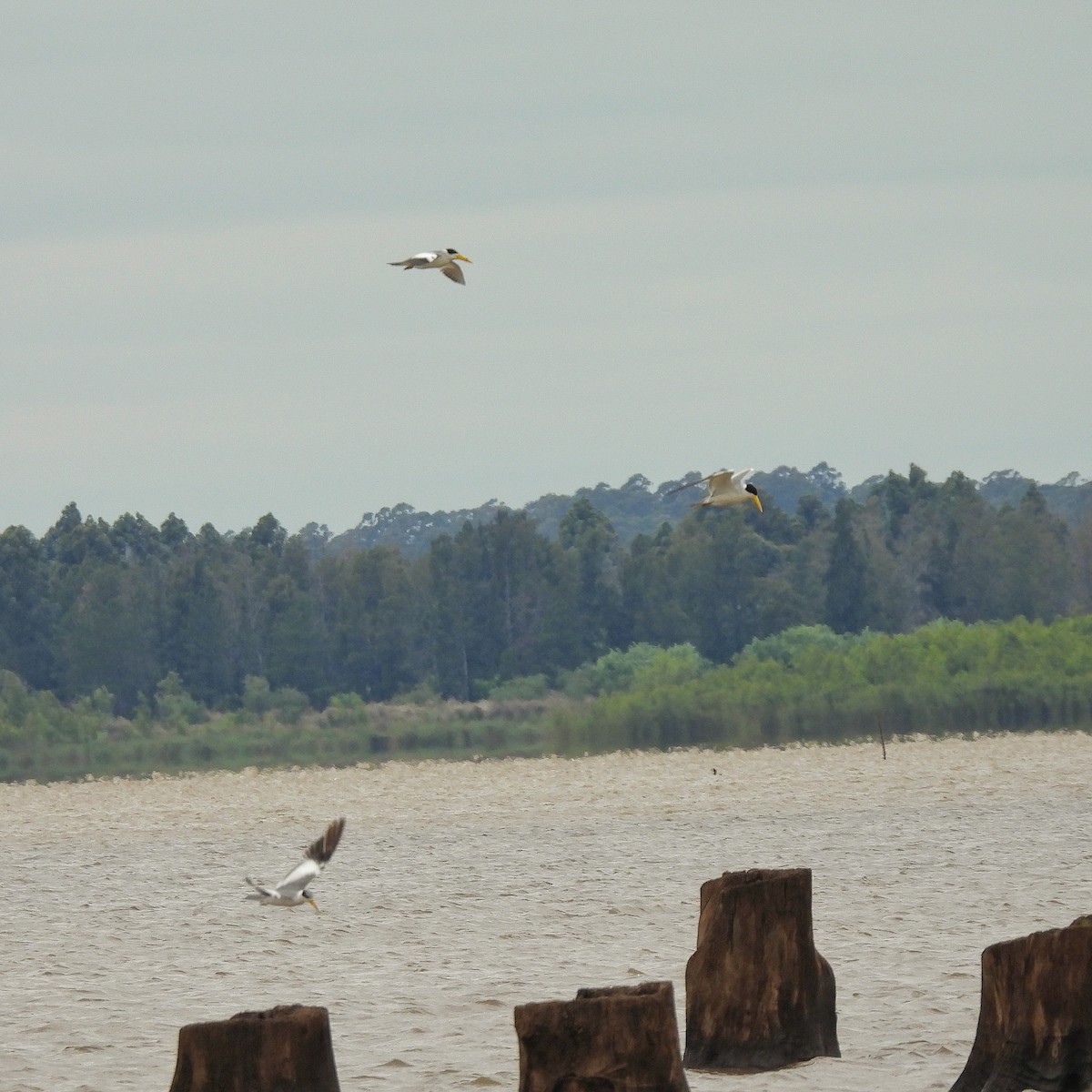 Large-billed Tern - ML610735920