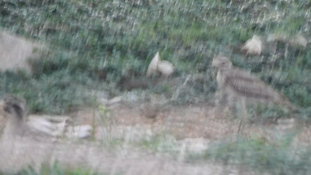 Great Thick-knee - ML610735929