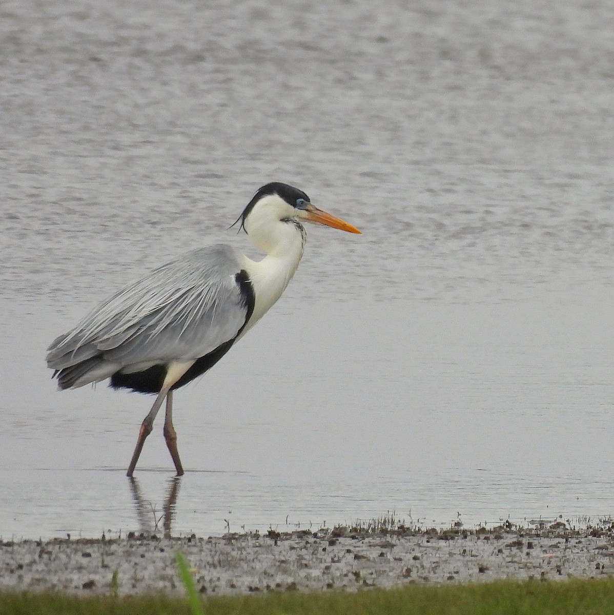 Cocoi Heron - Pablo Bruni