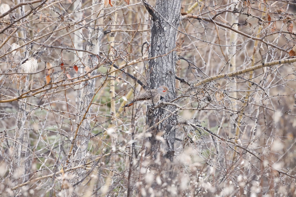 Northern Flicker - ML610735981