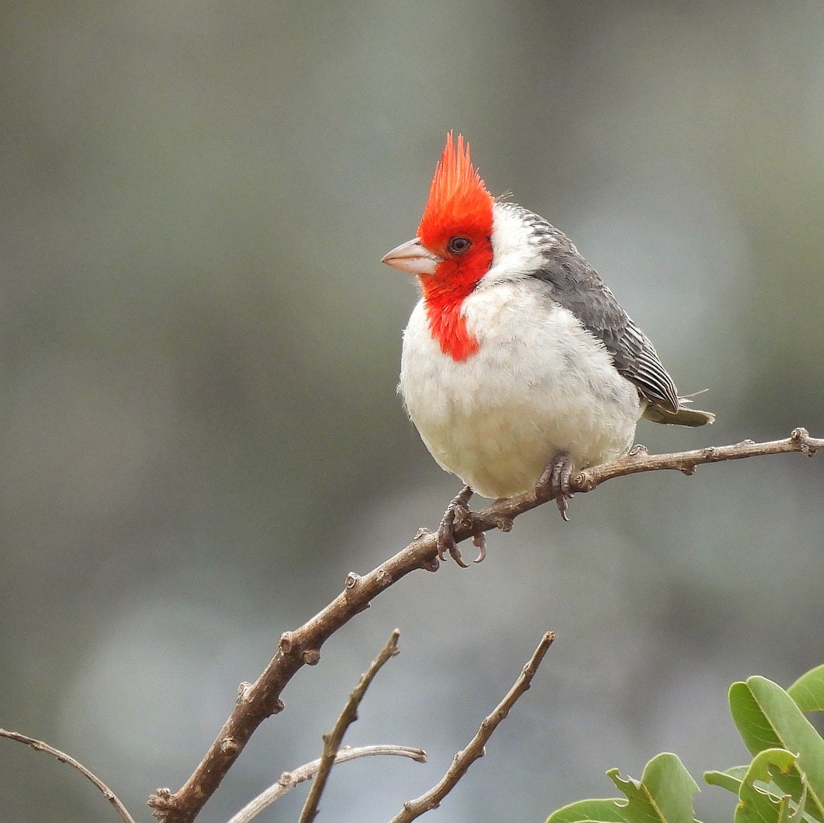 Red-crested Cardinal - ML610735987