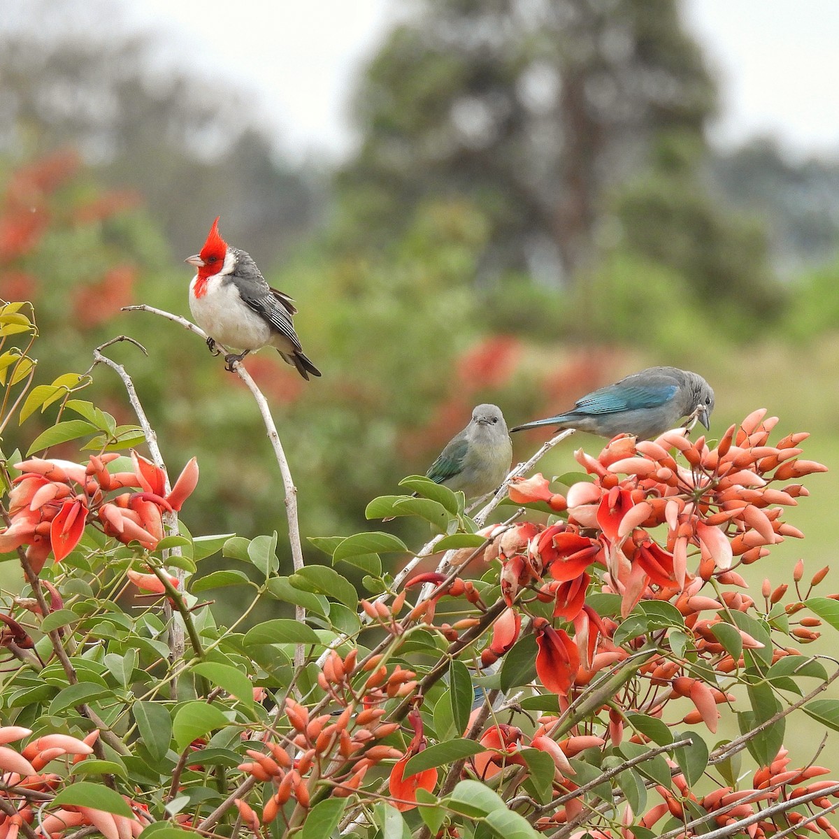 Red-crested Cardinal - ML610735988