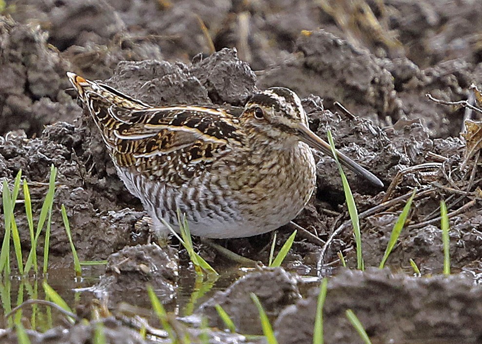 Wilson's Snipe - ML610735991