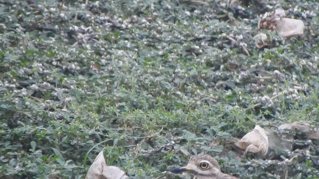 Indian Thick-knee - ML610735992