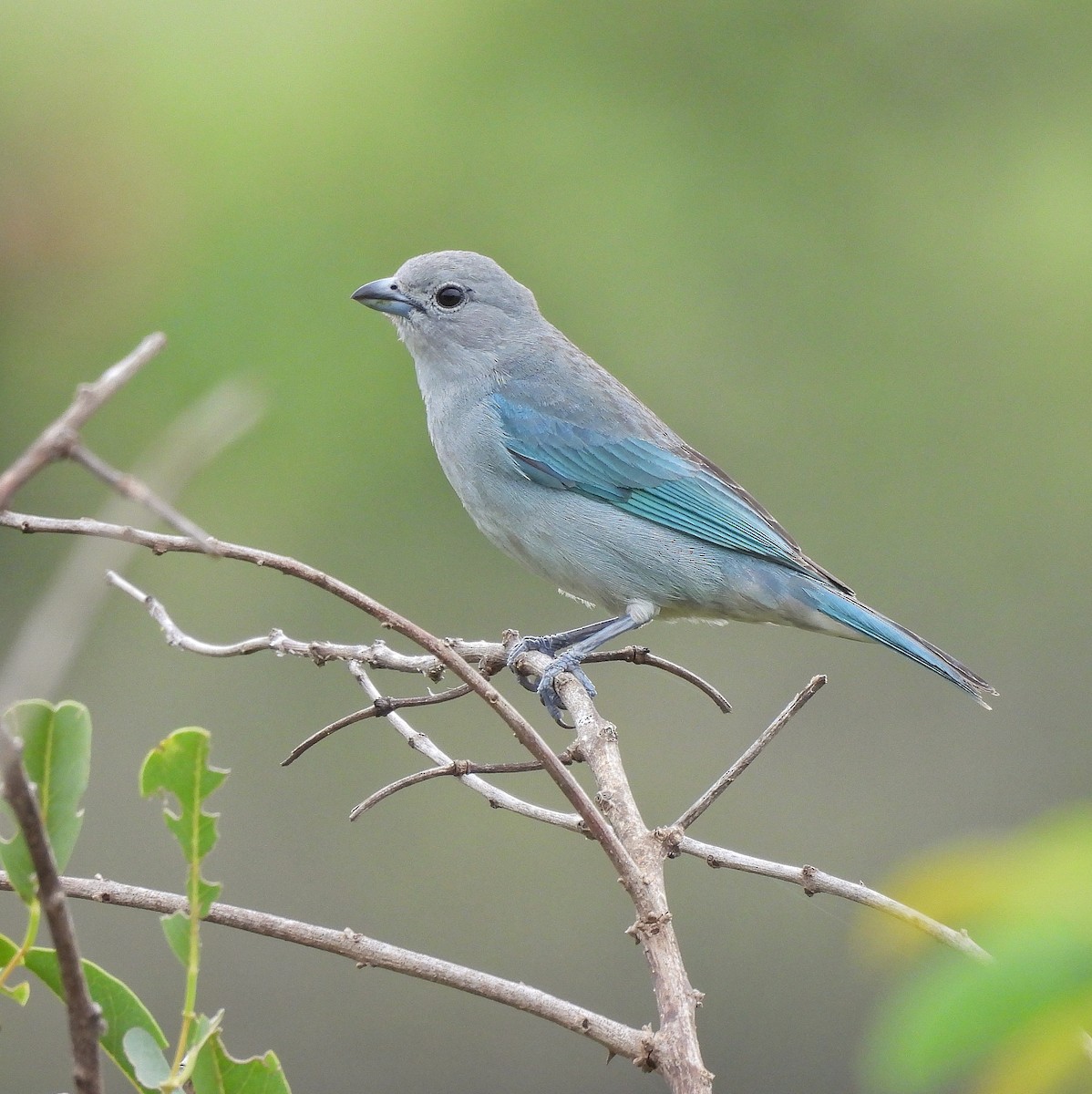 Sayaca Tanager - ML610735996