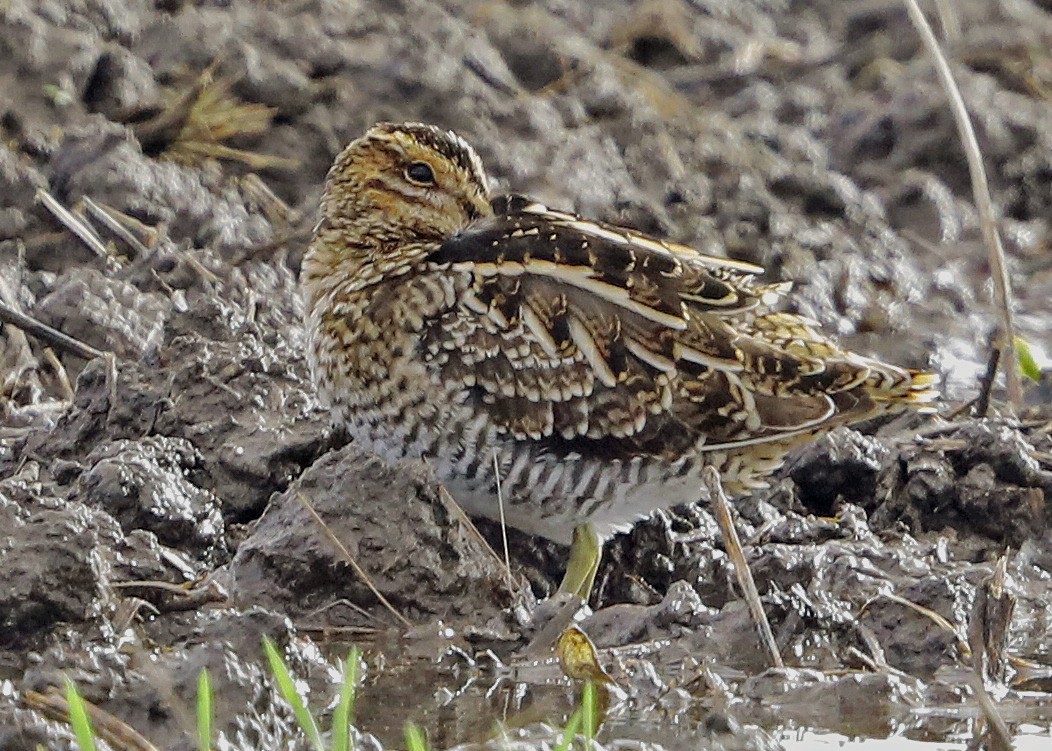 Wilson's Snipe - ML610736014