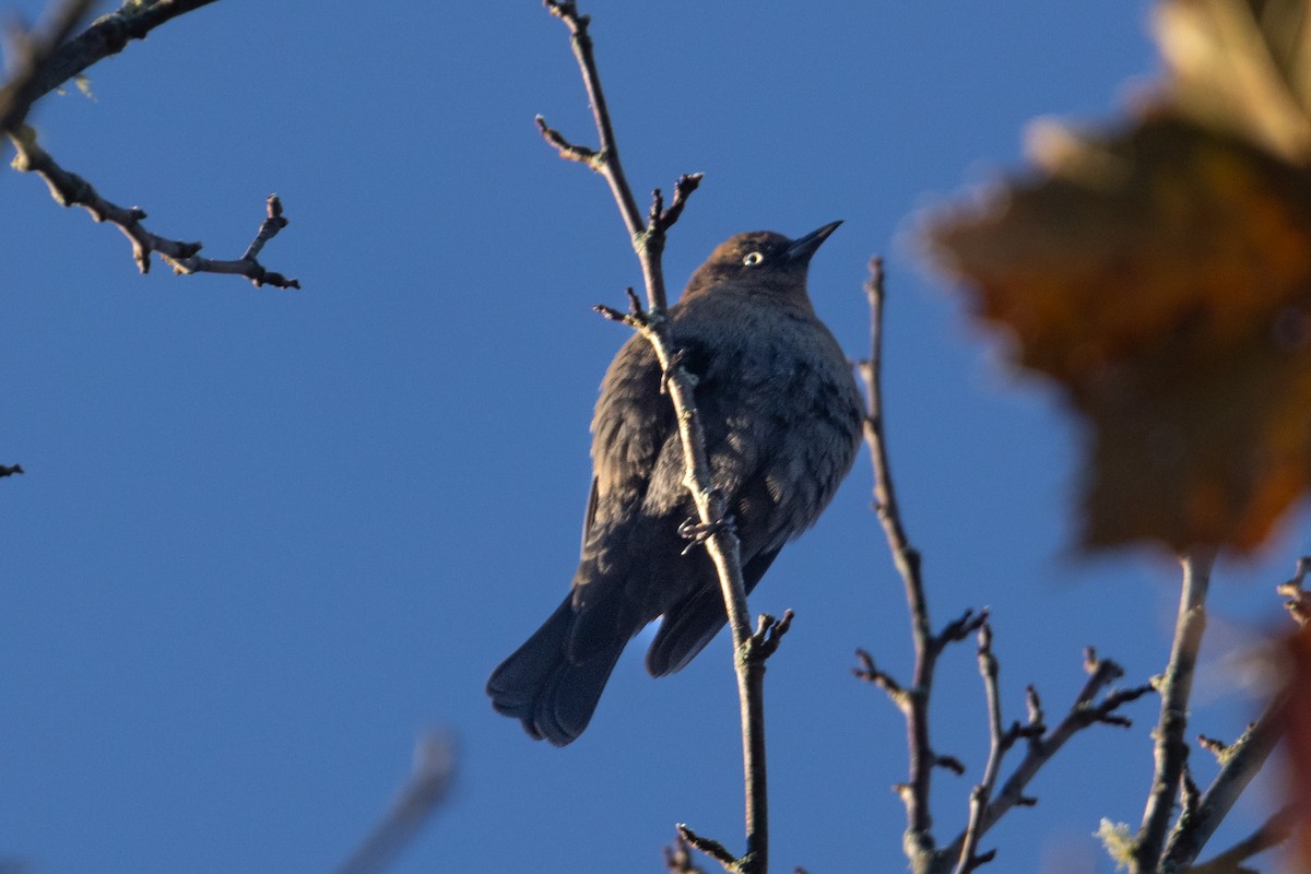 Rusty Blackbird - ML610736037