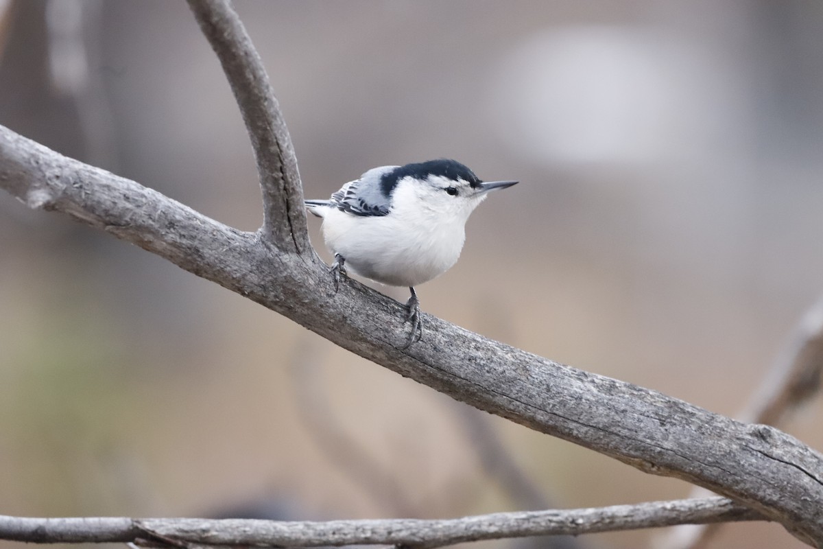 White-breasted Nuthatch - ML610736073