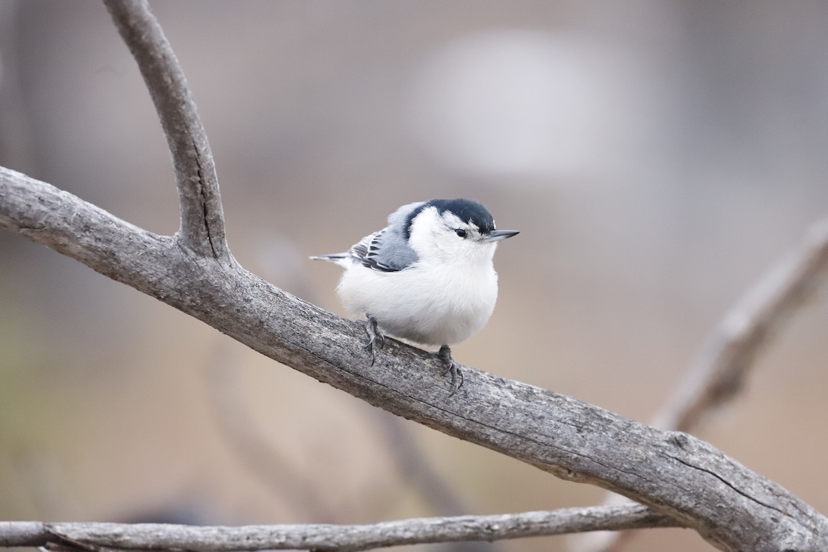 White-breasted Nuthatch - ML610736074
