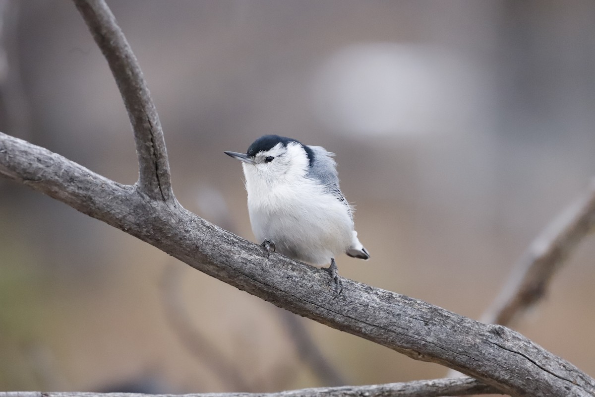 White-breasted Nuthatch - ML610736075