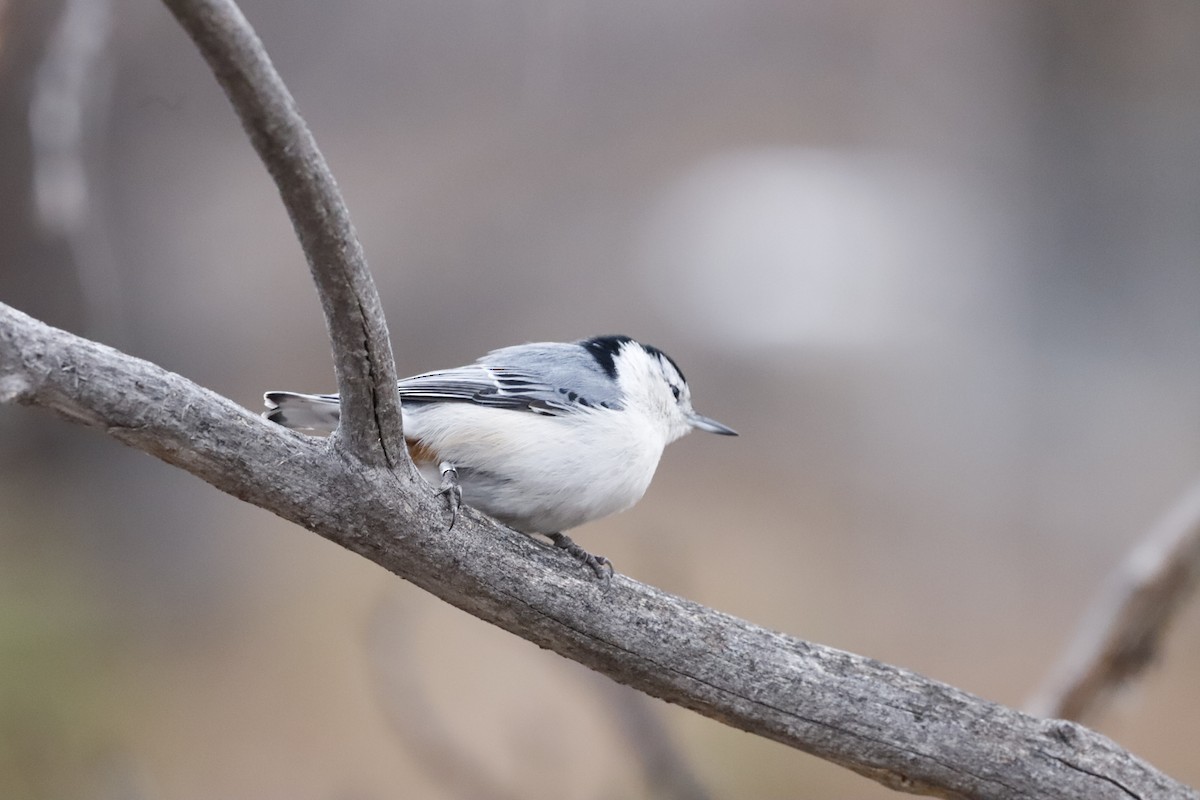 White-breasted Nuthatch - ML610736076