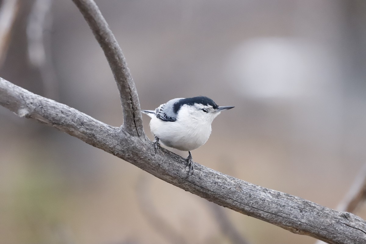 White-breasted Nuthatch - ML610736077