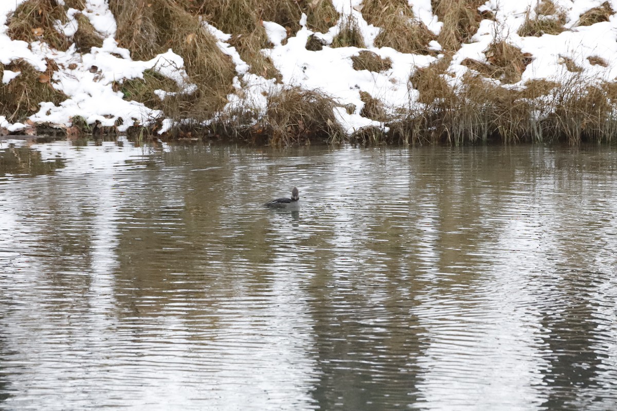 Hooded Merganser - Kyle Ruttan