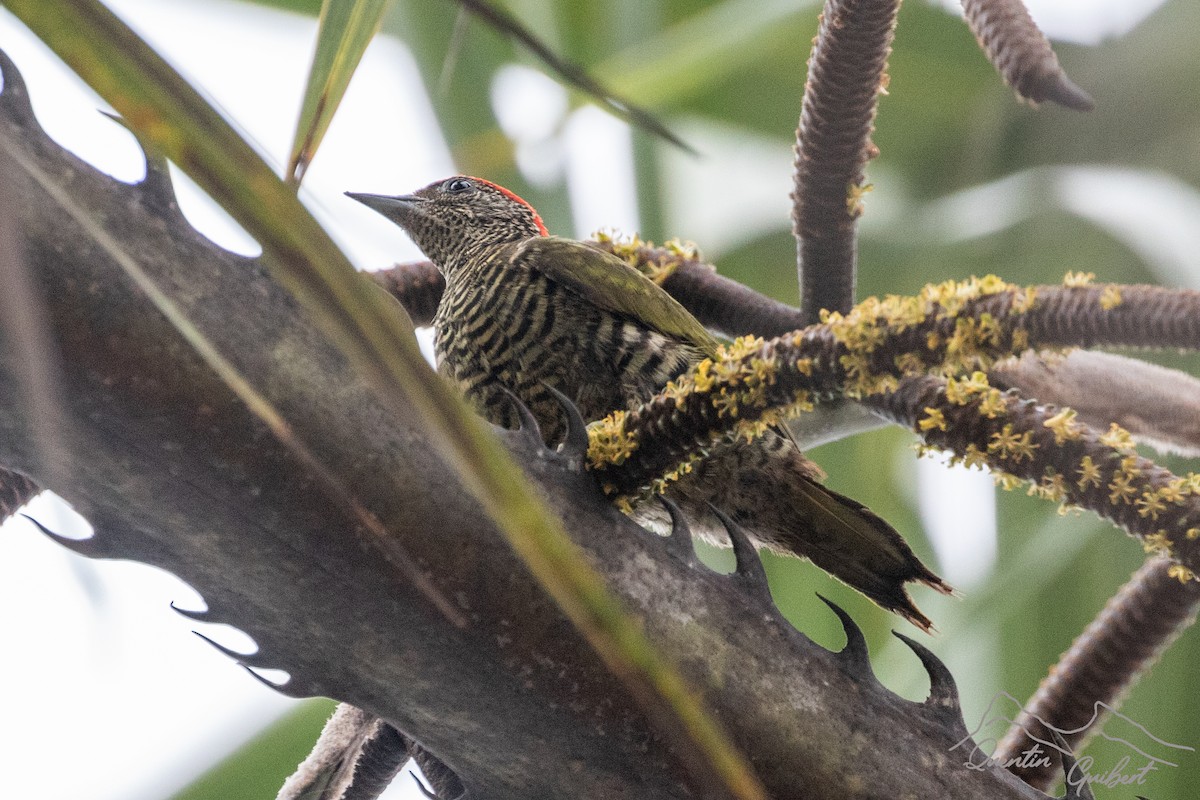 Green-backed Woodpecker (Plain-backed) - ML610736230