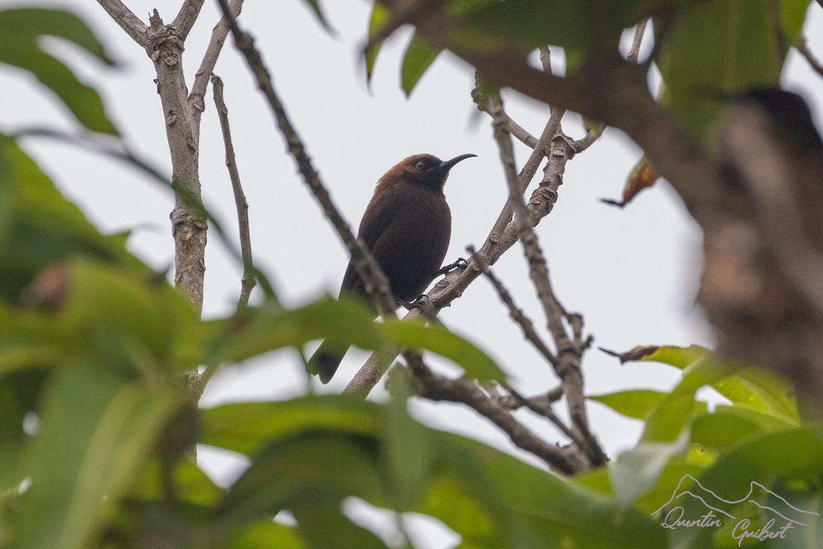 Carmelite Sunbird - Quentin Guibert