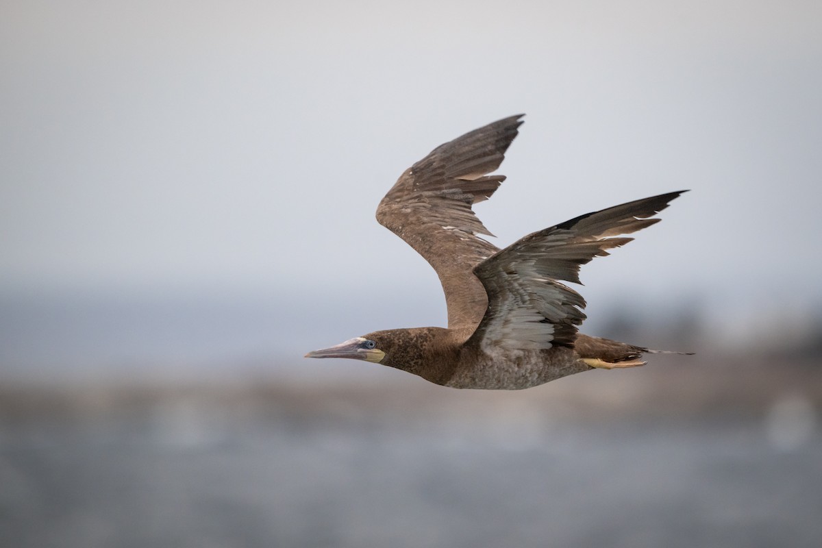 Brown Booby - ML610736283