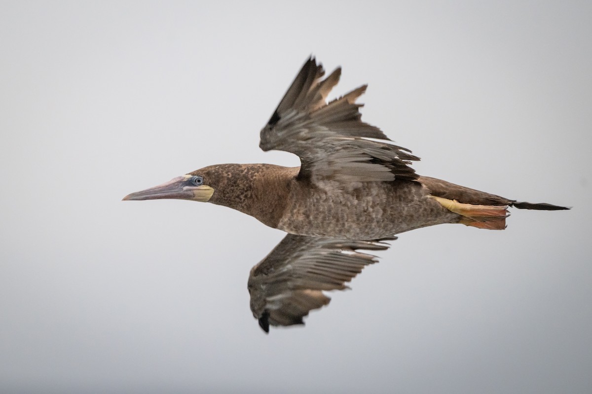 Brown Booby - ML610736284