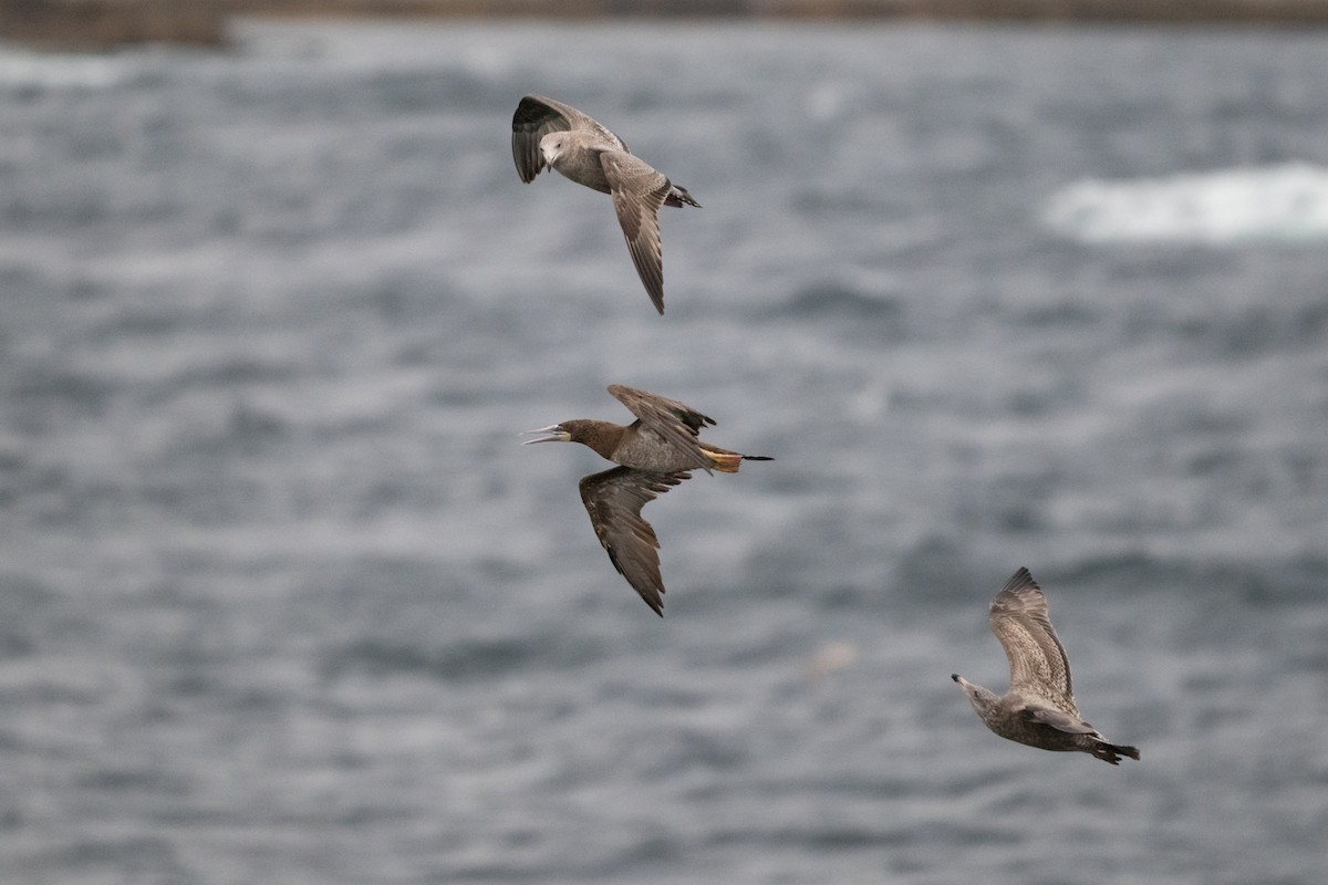 Brown Booby - ML610736285