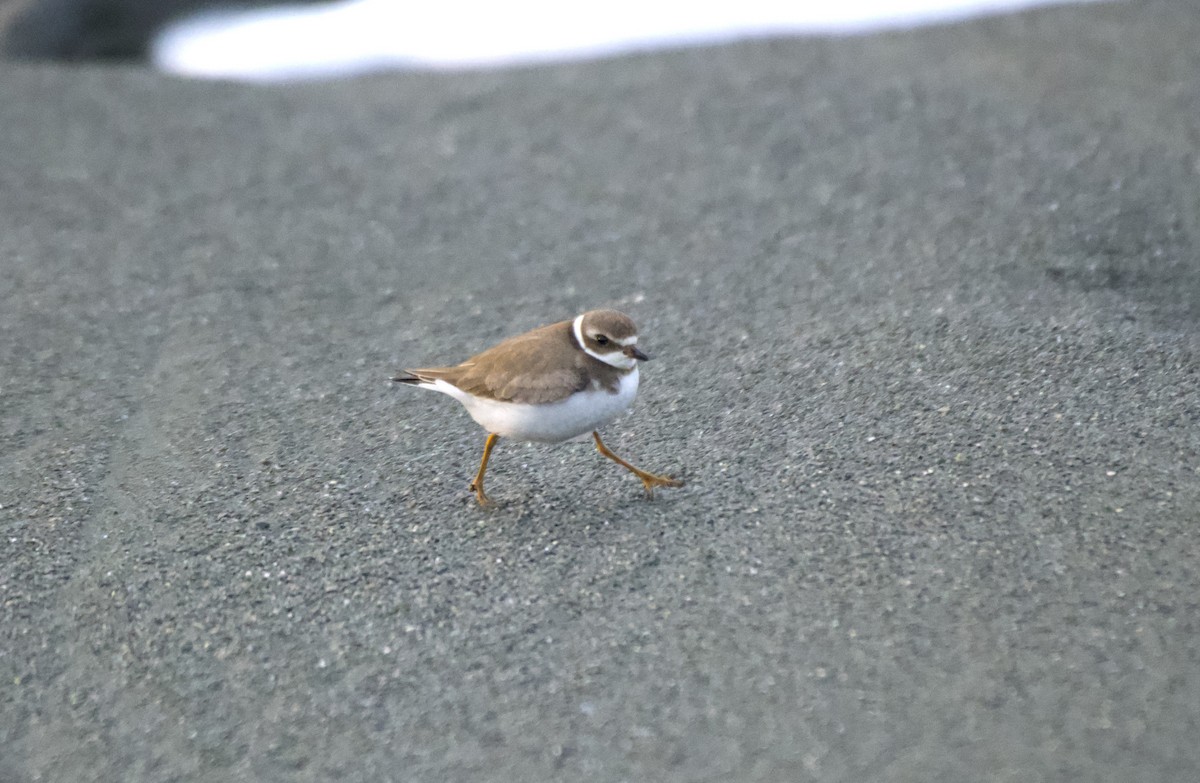 Semipalmated Plover - ML610736384