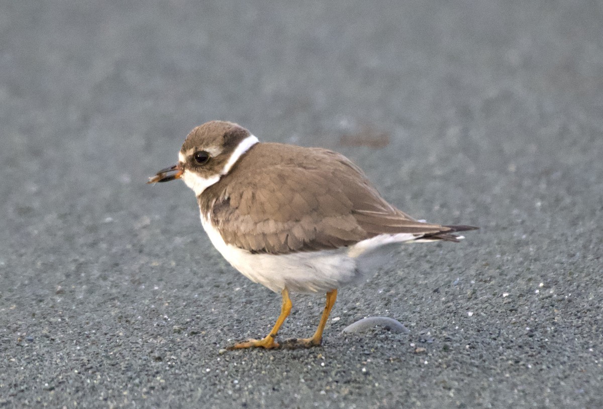 Semipalmated Plover - ML610736385