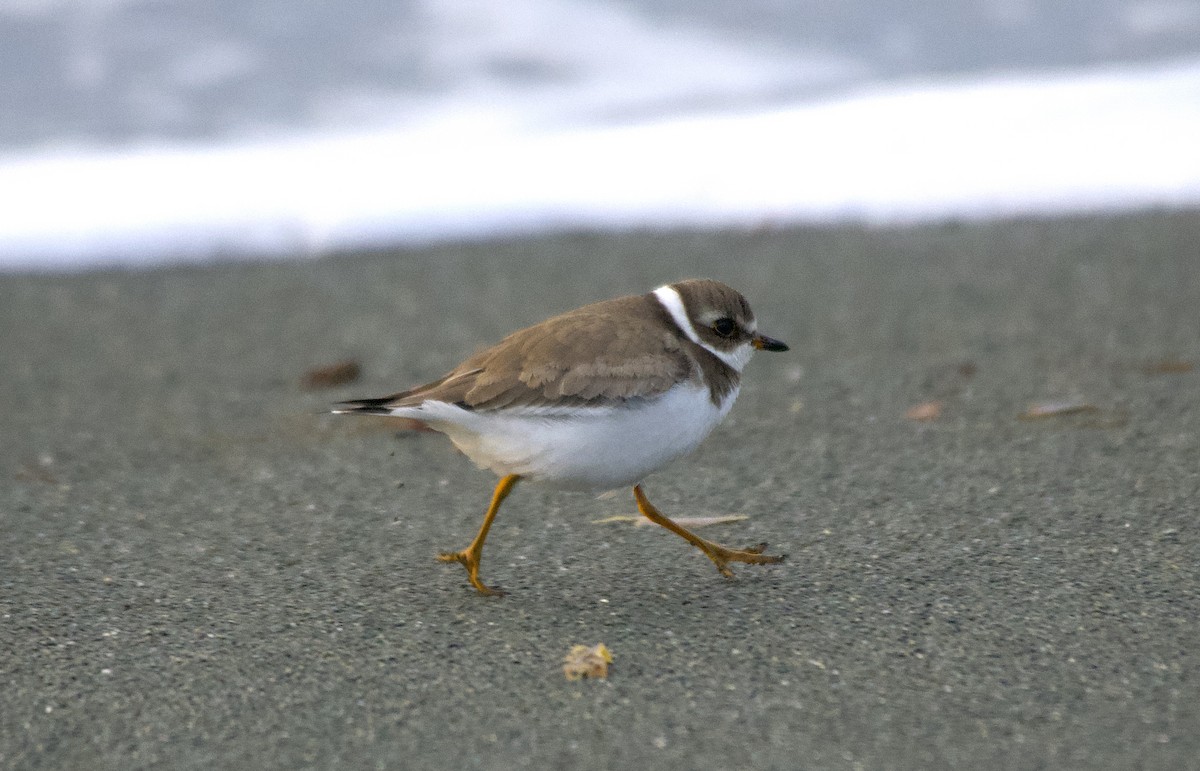 Semipalmated Plover - ML610736386