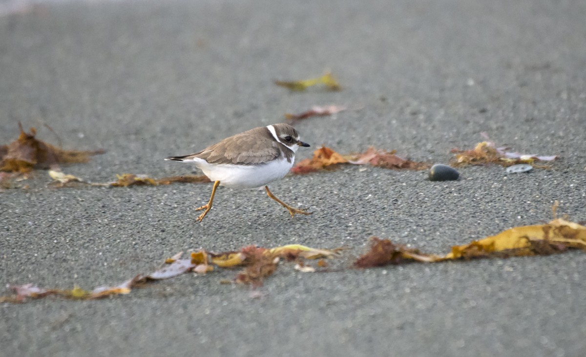 Semipalmated Plover - ML610736387