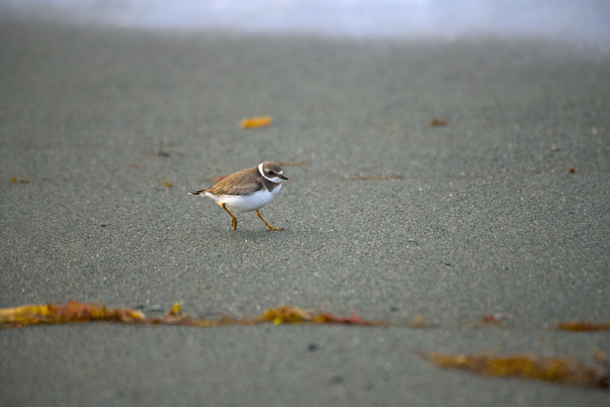 Semipalmated Plover - ML610736388