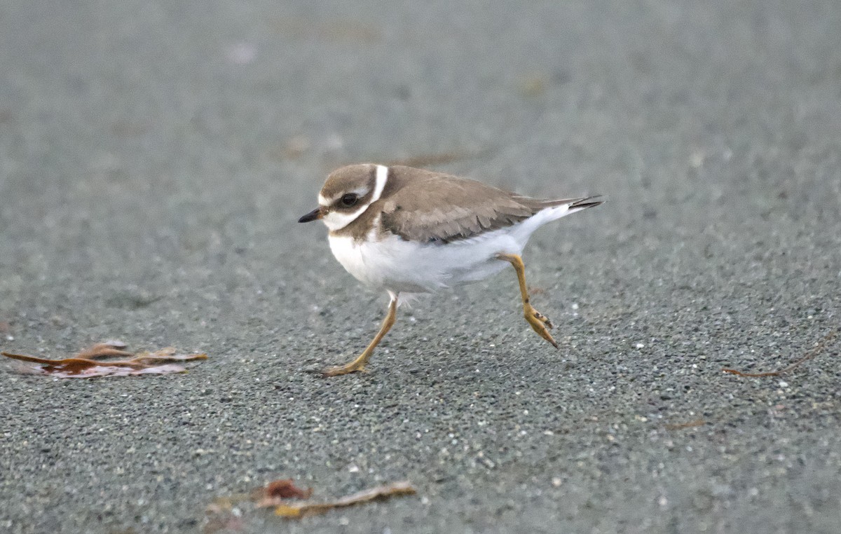 Semipalmated Plover - ML610736434