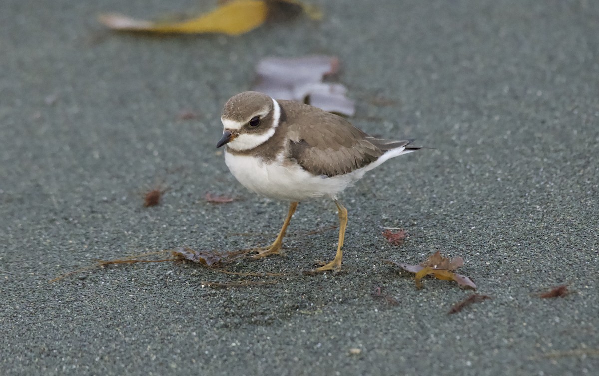 Semipalmated Plover - ML610736436