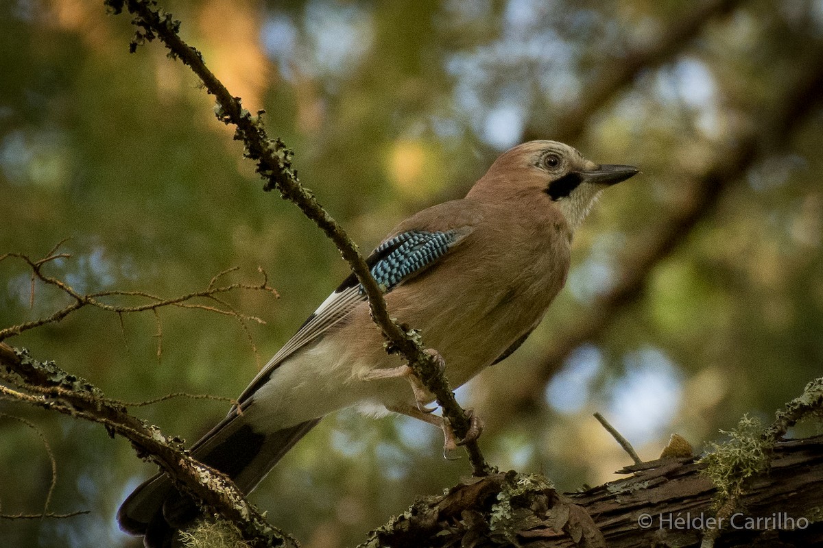 Eurasian Jay - ML610736478