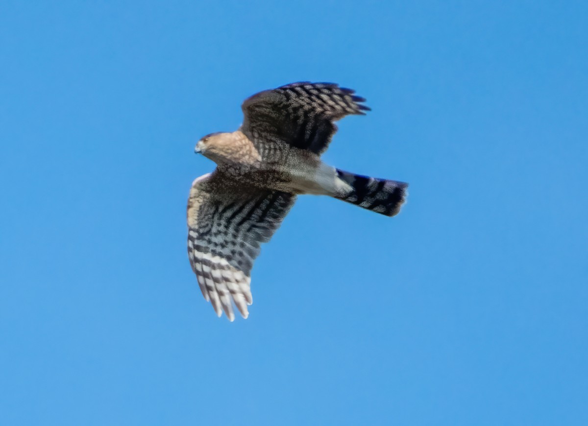 Sharp-shinned Hawk - Gregg Petersen