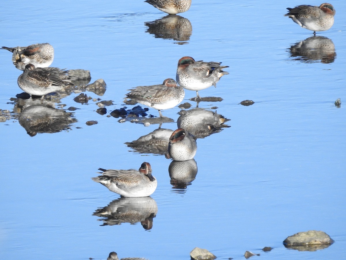 Green-winged Teal - ML610736525