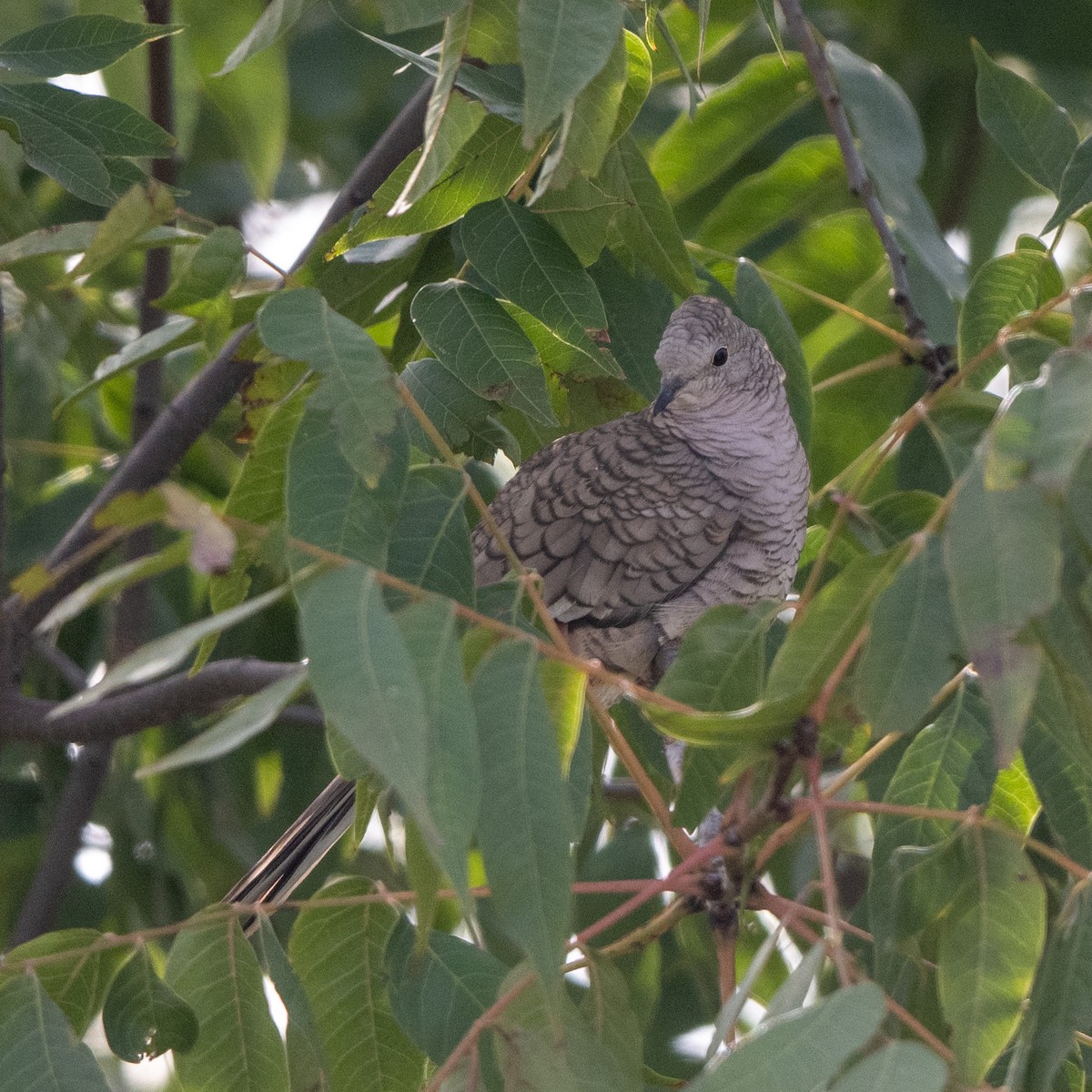 Inca Dove - ML610736538