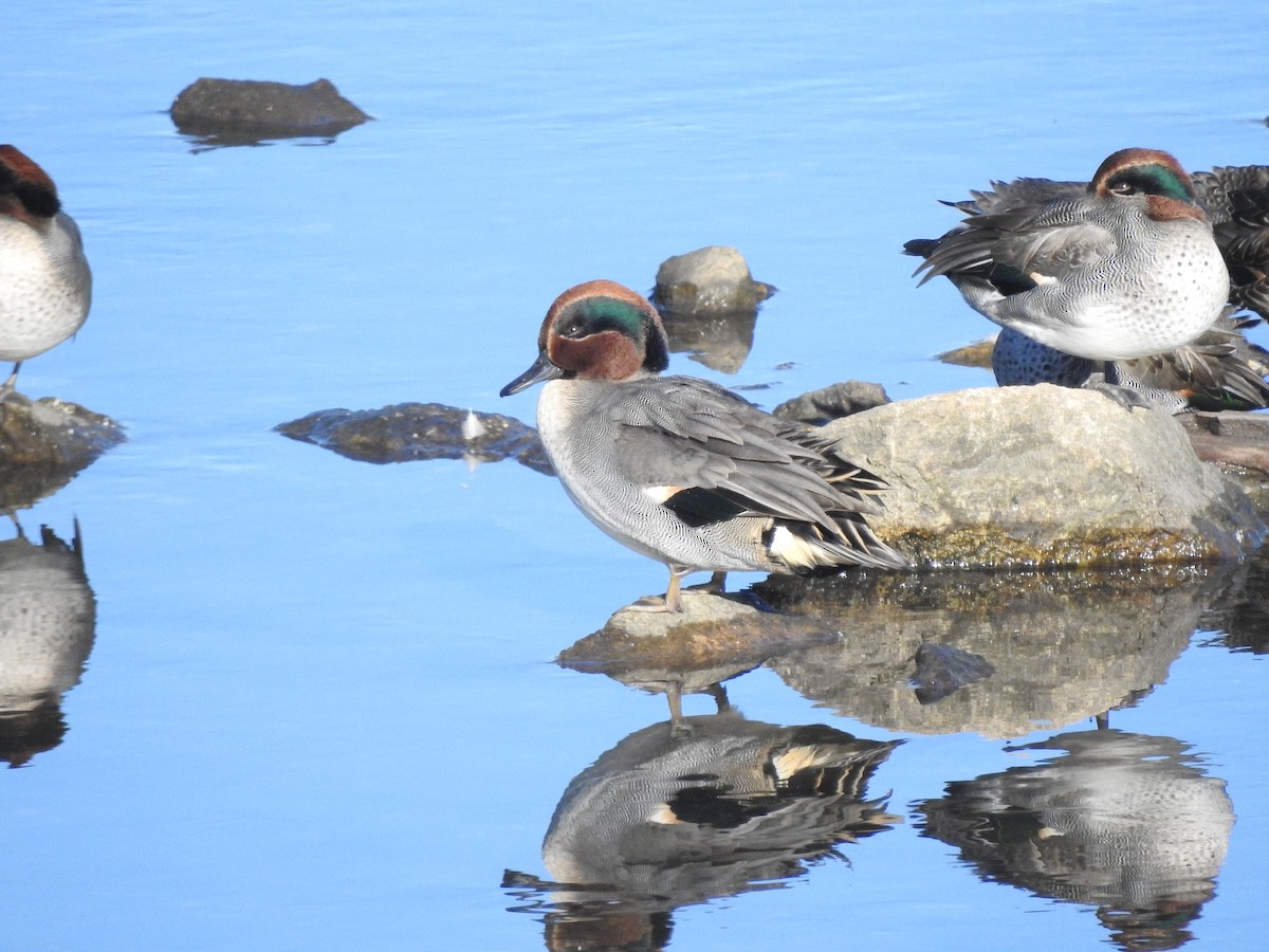 Green-winged Teal - ML610736604