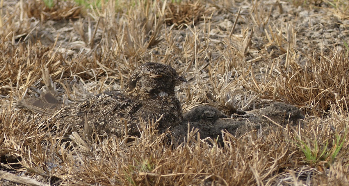 Savanna Nightjar (Sunda) - ML610736658